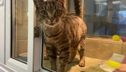 Seven-year-old Stevie can be a bit cranky, but beneath his tough exterior is a complete softie. It's a wonder that Stevie hasn't been adopted yet!
