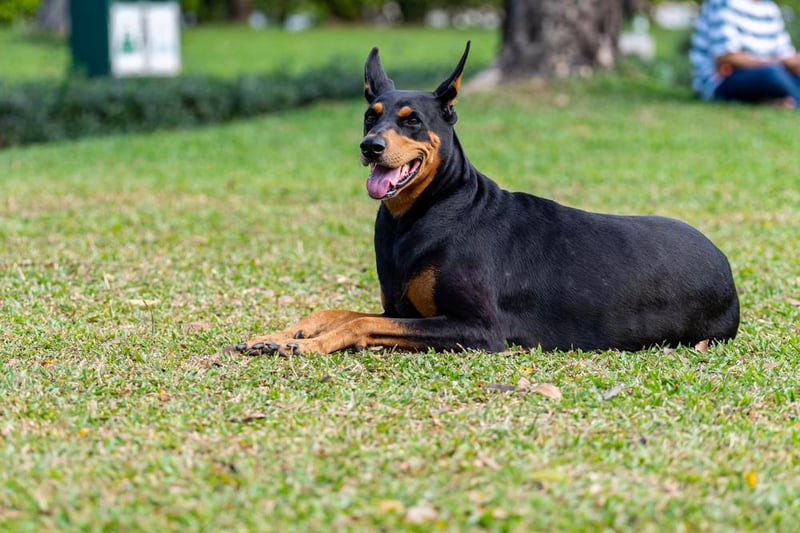 Dobermanns are a large and powerful breed. They are loyal, intelligent and can adapt well to different family lives. They measure between 65-69cm in height.