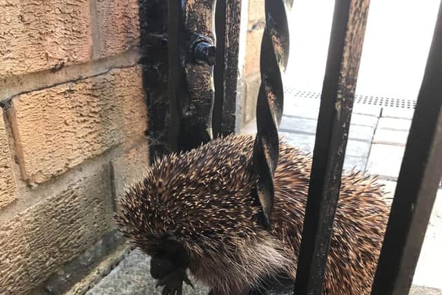 The Rotherham RSPCA comes to the rescue of 'wedgehog' stuck in a gate.