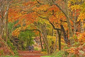 Autumn Colour in Wyming Brook taken by John Scholey