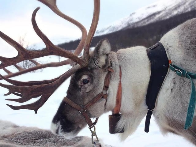 Immerse yourself and your family in the spirit and magic of Christmas by taking in a North Pole Experience at Thoresby Park. It's an exciting, new festive adventure in which you meet lots of Santa's friends, including his elves, and then the man himself in his woodland cabin. Slots can be booked every day until December 23.