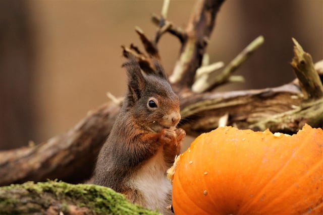 On October 30, Northumberland Wildlife Trust is hosting a free Halloween storytelling extravaganza via Zoom with local storyteller Jim Grant.
There are sessions at 10am, 12pm and 2pm.
Visit www.nwt.org.uk/events/2020-10-30-halloween-storytelling to reserve a place.