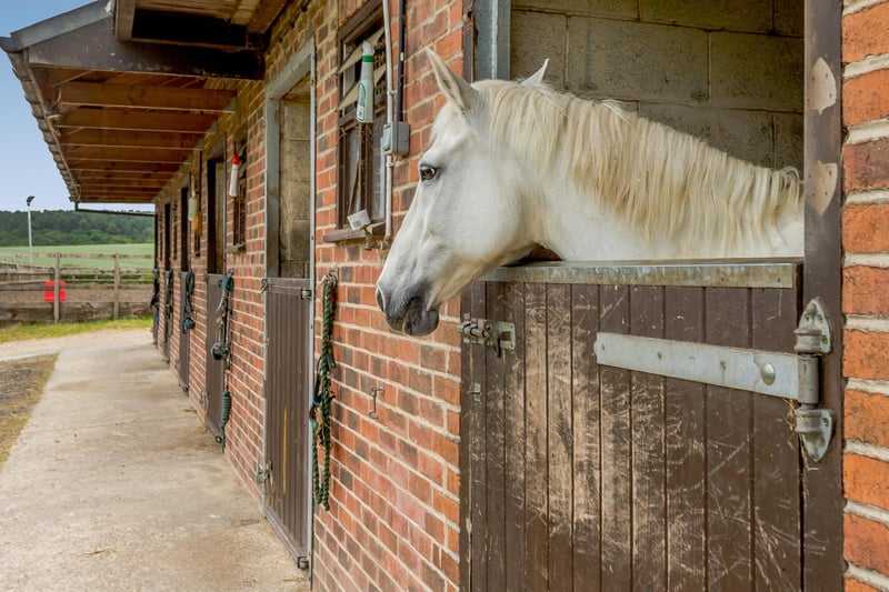 Warren Farm Stables is a happy, comfortable home for horses, as this photo shows. Savills understands that most of the stables are let on full livery agreements, creating further income for the owners.