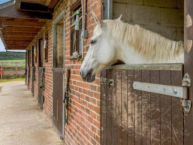 Warren Farm Stables is a happy, comfortable home for horses, as this photo shows. Savills understands that most of the stables are let on full livery agreements, creating further income for the owners.