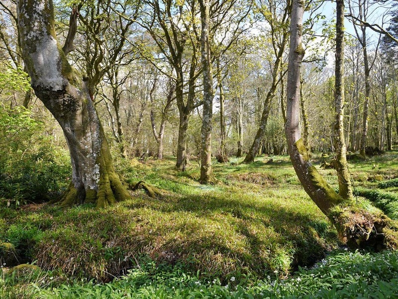 Woodland.