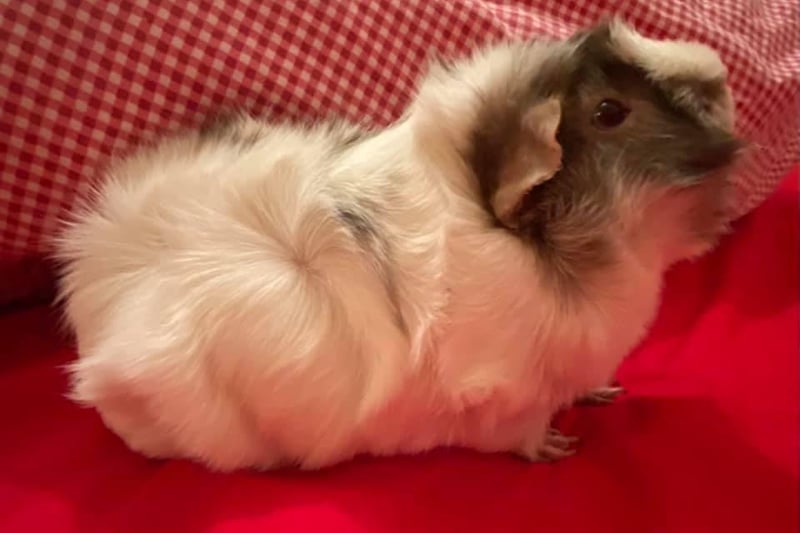 Emma Hamilton loves this picture of her guinea pig Dolly.