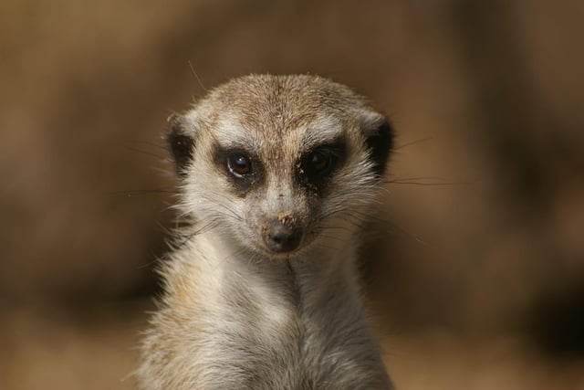 Gill MacLaine shared this great photo of a meerkat.