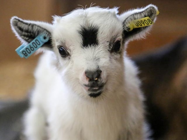 Pygmy goat, Whote Post Farm