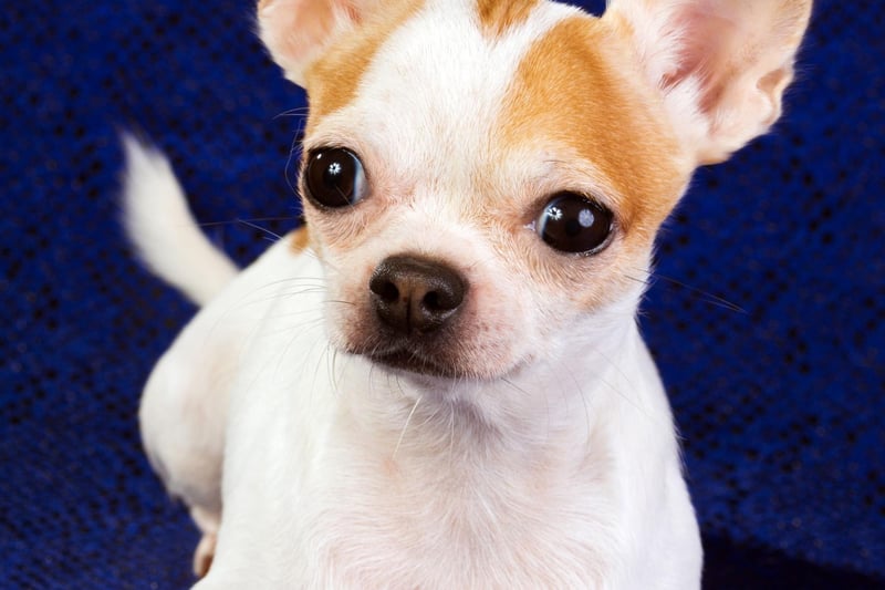Chihuahua's (smooth coat) are lively, curious and and tend to bond well with one or two people in the household. They are the fourth most popular toy dog, with over 1,500 registrations.