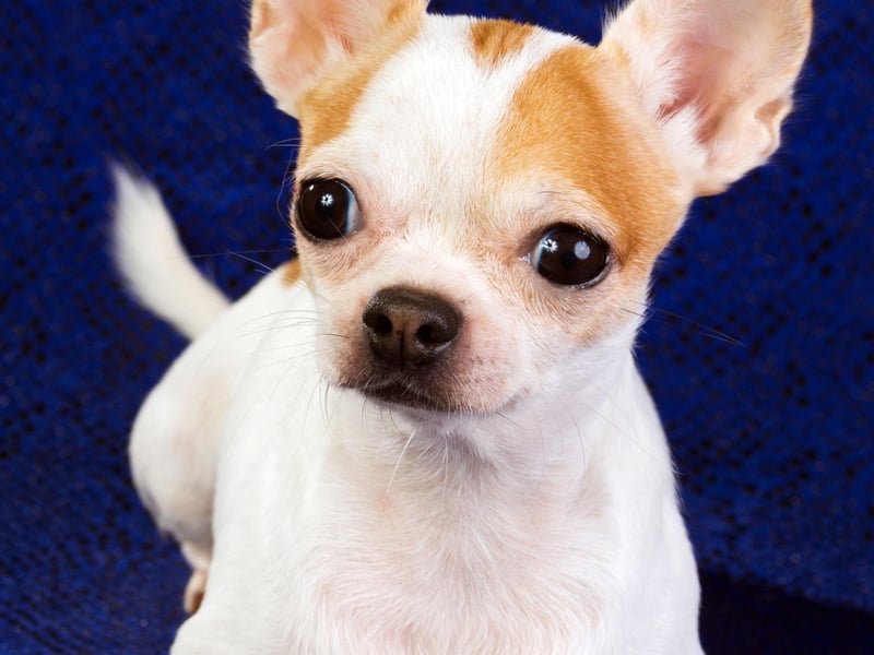 Chihuahua's (smooth coat) are lively, curious and and tend to bond well with one or two people in the household. They are the fourth most popular toy dog, with over 1,500 registrations.
