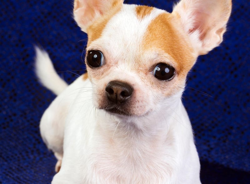 Chihuahua's (smooth coat) are lively, curious and and tend to bond well with one or two people in the household. They are the fourth most popular toy dog, with over 1,500 registrations.