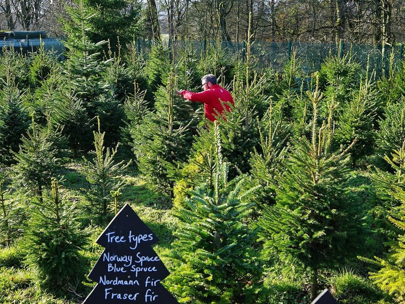 Emily's Nurseries Ltd in Sunderland has posted on its Facebook page photographs of natural Christmas trees with the message the "best Christmas trees are available for £25".  