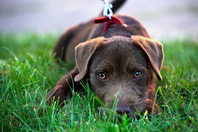 Reports of the bug which is affecting puppies and dogs have come in from across Sheffield