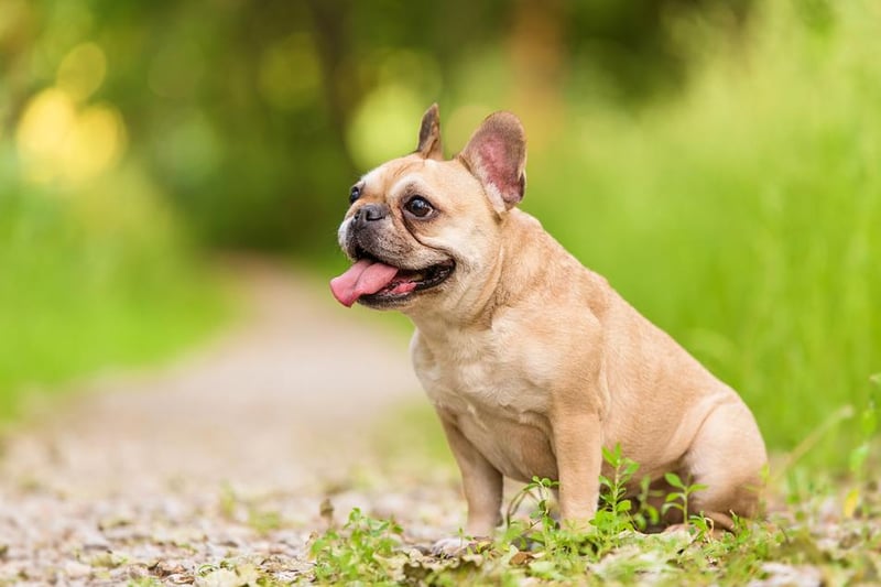 The French bulldog is the most popular breed in the UK in lockdown with 9,324 purchased.
