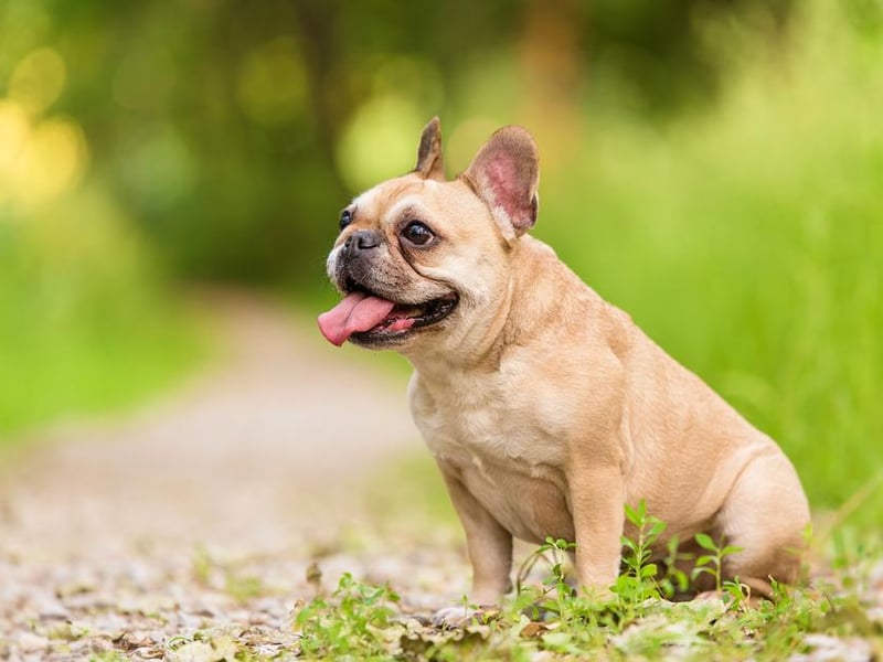 The French bulldog is the most popular breed in the UK in lockdown with 9,324 purchased.