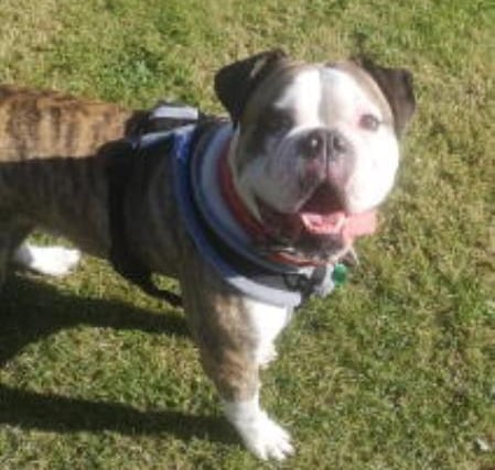 Here's Mack, a four years and six months old American Bulldog. He is described as a "sweet sensitive boy," looking for a forever home. He has never lived with children before but his friends at Jerry Green think he would be a perfect friend for children aged 14 years plus, after a meet at the centre to check compatibility. He needs owners who understand worried dogs, as he can be a little bit nervous around loud noises or things that he may have not noticed before. He is super friendly, loves the company of the people. He needs a home where he won't be left for any longer than two hours. This could be built up once he is settled in. He could even live with a suitable dog, it must be a confident similar type of dog, pending a successful introduction at the centre, although he would be happy to just have walking buddies. He needs a medium to large sized garden, secure with 6ft fence, so he can have fun running around with his toys. He also likes to sunbathe!o find out more about the home Mack is looking for please visit https://www.jerrygreendogs.org.uk/adopt-a-dog