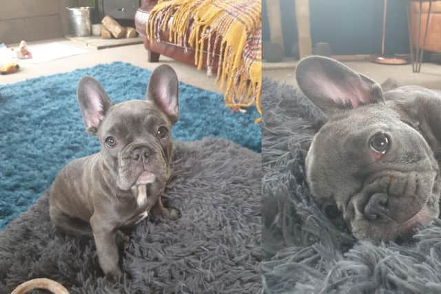 Can you help find Bella?