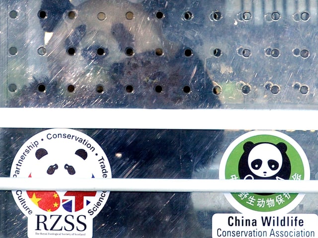 Our first glimpse of the new arrivals, Yang Guang, the male panda, is taken off the plane, before being loaded into the Fedex van.