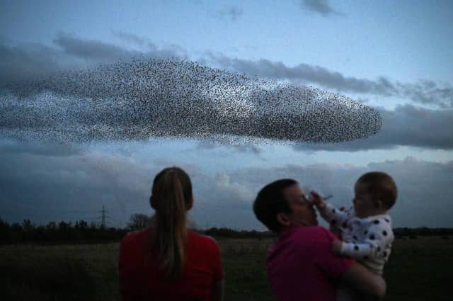 Starlings put on a display as they gather in murmurations in Gretna, Scotland.