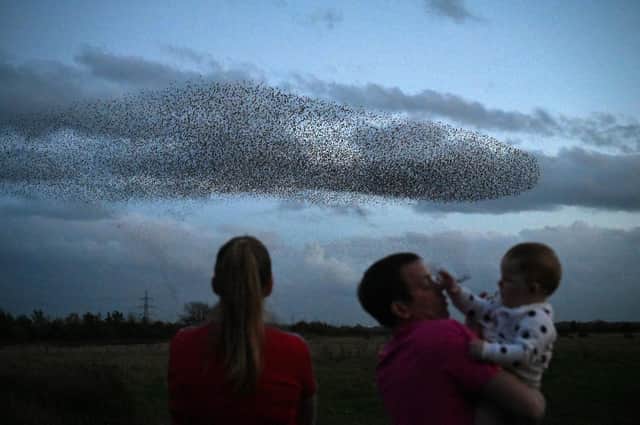 Starlings put on a display as they gather in murmurations  in Gretna, Scotland. 