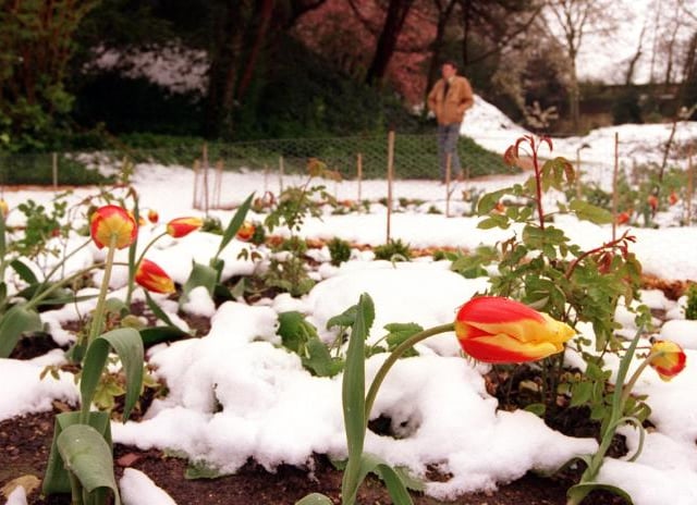 Tulips in bloom in the gardens of the hall in 1988.