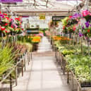Garden centres have been classed as "essential businesses" by the government (Shutterstock)
