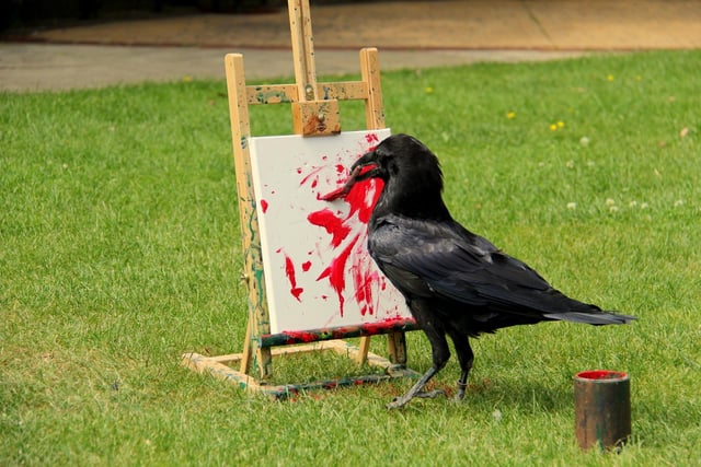 Odin the raven started learning how to paint when she was around two years old. Her artworks go on sale at the Tropical Butterfly House in North Anston, near Sheffield.