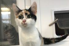 Six month old female Thea is very affectionate; she loves to curl up on your knee and have cuddles but she also has a playful side.