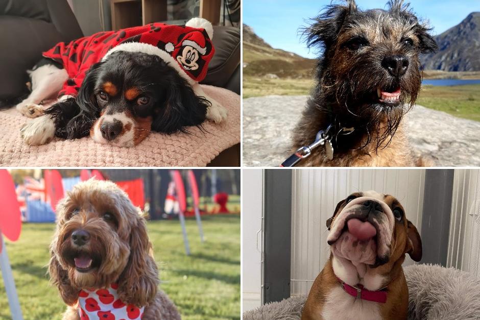 Click through this article to see adorable photos of dogs.