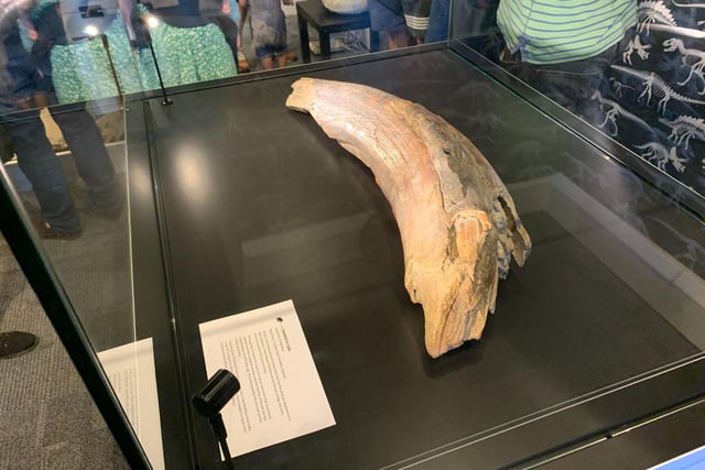 This tusk is not only mammoth in size, but it is an actual mammoth tusk. A lot of the fossils in the museum were found right here in Yorkshire, so this enormous creature could well have roamed what would become Sheffield at some stage of it's life.