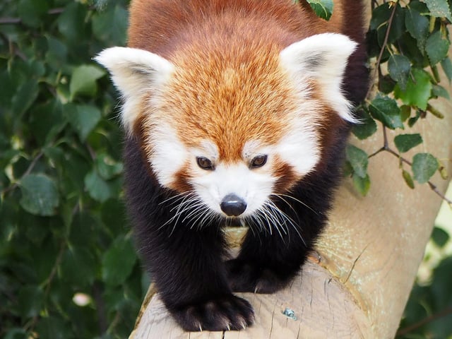 From October 24 to 28, Yorkshire Wildlife Park in Doncaster is promising 'a world of mystical realms', giving visitors the chance to walk through an enormous Mushroom Forest and an Evil Queen's castle. (www.yorkshirewildlifepark.com)