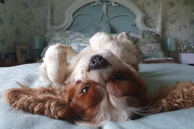 Cavalier King Charles dog names Hugo relaxing during lockdown. Shared by Georgina Alice Parsons.