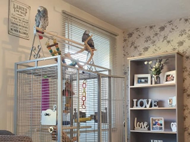 Jo McEvoy-Ruddick from Paulsgrove's birds, Meeko and Tico, look a stern pair as they get their daily exercise - but keep their social distance.