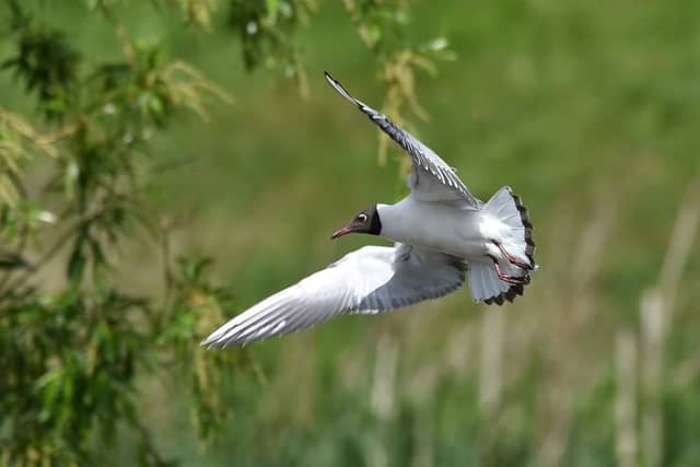 Black Headed Gull showing off its airel skills over Sandall Park lake