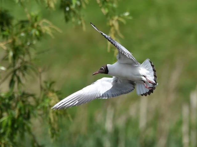 Black Headed Gull showing off its airel skills over Sandall Park lake