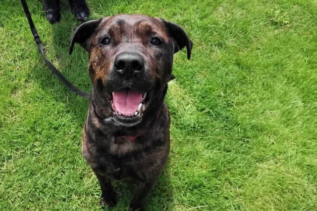 Rocco is a 7 year old crossbreed with a beautiful brindle coat. He's described as a "gentle giant" and happy go lucky. He would be able to live with children aged 8+ and possibly a female dog, but no cats. Available from BFAC