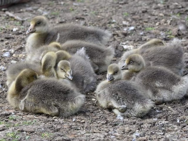 Gosling chicks enjoying the sunshine at Sandall Park
