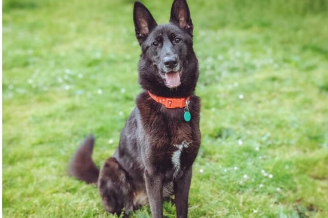 Luna is a one-year-old German Sheherd who is described by RSPCA animal carers as the happiest dog you will ever meet. She is full of energy and excitement for life and adores people. However, Luna is not keen on other animals.