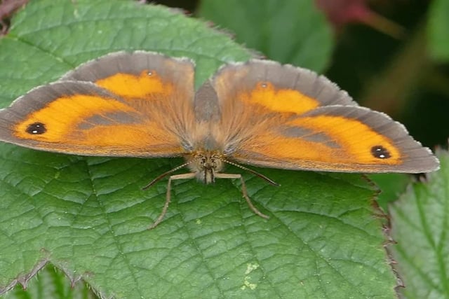 A lovely picture of a Gatekeeper butterfly at Potteric Carr