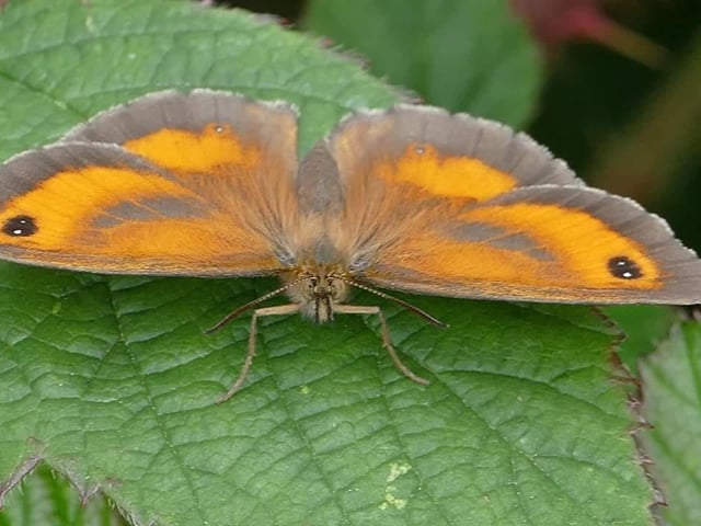 A lovely picture of a Gatekeeper butterfly at Potteric Carr