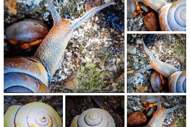 Above: Snails and shells by Catherine Langan