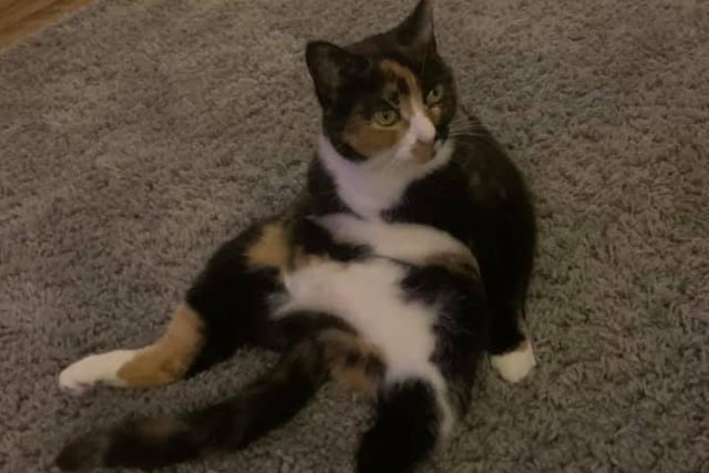 Smudge the cat relaxing. Shared by Melanie Evans.
