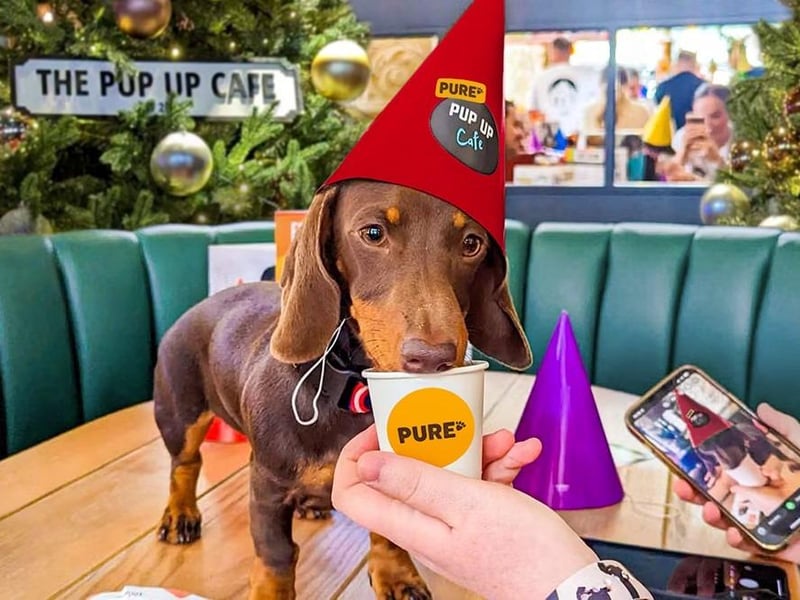 Pup Up Cafe is a traveling events co that hosts breed specific dog events across the UK. This weekend features events for Dachshund and Pugs.