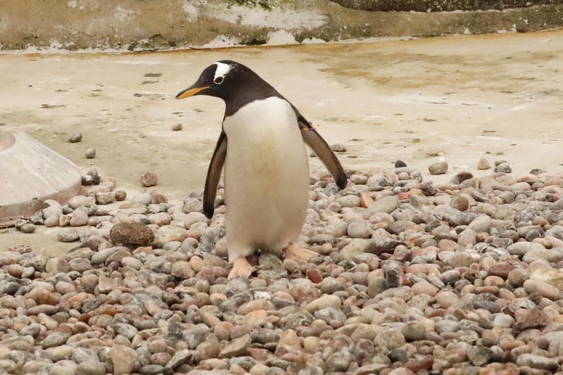 Penguin pairs will collect as many pebbles as possible for their nest rings, where the females will lay their eggs later this month.