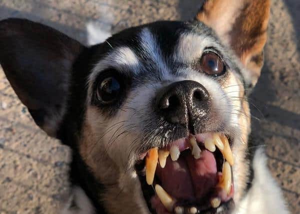 Gizmo the dog before he had 21 teeth removed, having already lost 14, leaving him with just seven teeth remaining