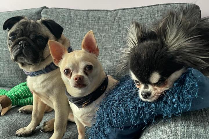 Corrinne McLeish shared this picture of her "little doggy gang".