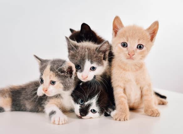 These are the most popular cat names in Edinburgh.