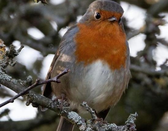A sweet little robin on a tree branch. By @robsmithufpc