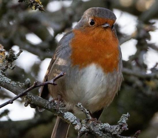 A sweet little robin on a tree branch. By @robsmithufpc