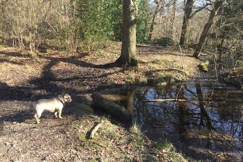 Odin enjoying a walk at Staunton County Park in Havant. Picture: Carrie-Ann Fothergill